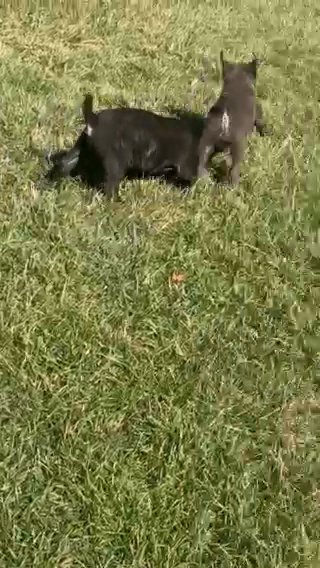 Cane Corso Puppies