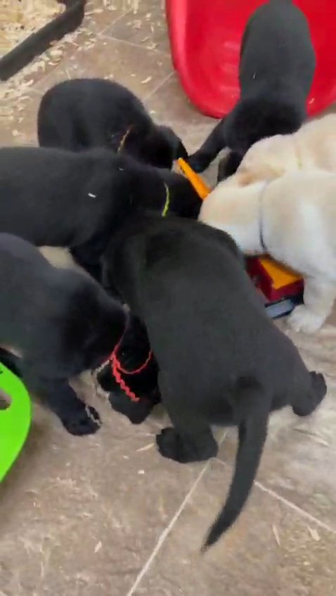 labradors