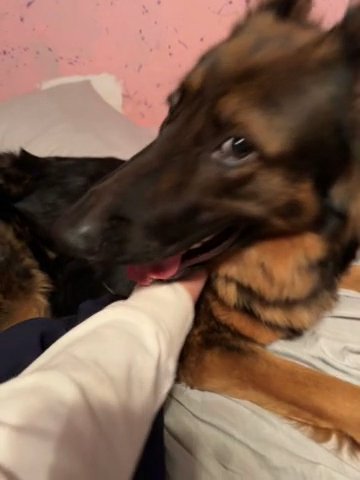 German Shepard Puppy