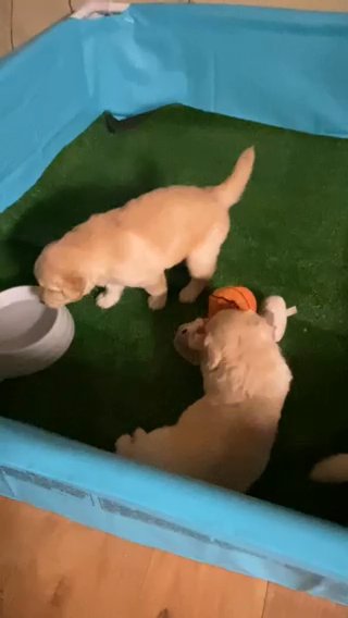 Golden Retriever Puppy
