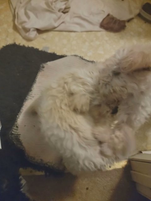 Mini Schnoodle puppies 2nd generation