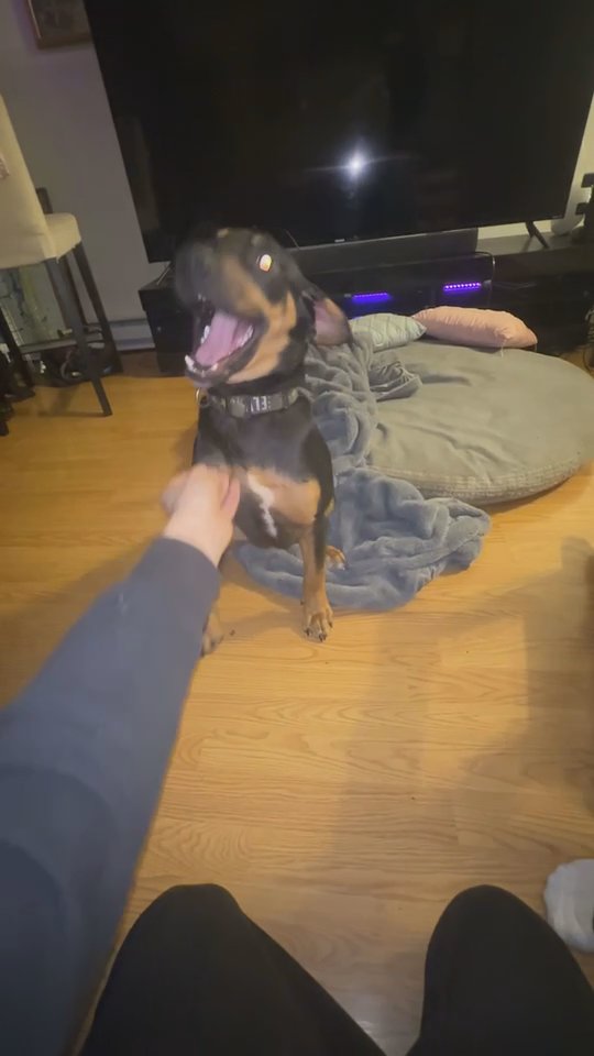 Male German shepherd mixed with Rot Weiler