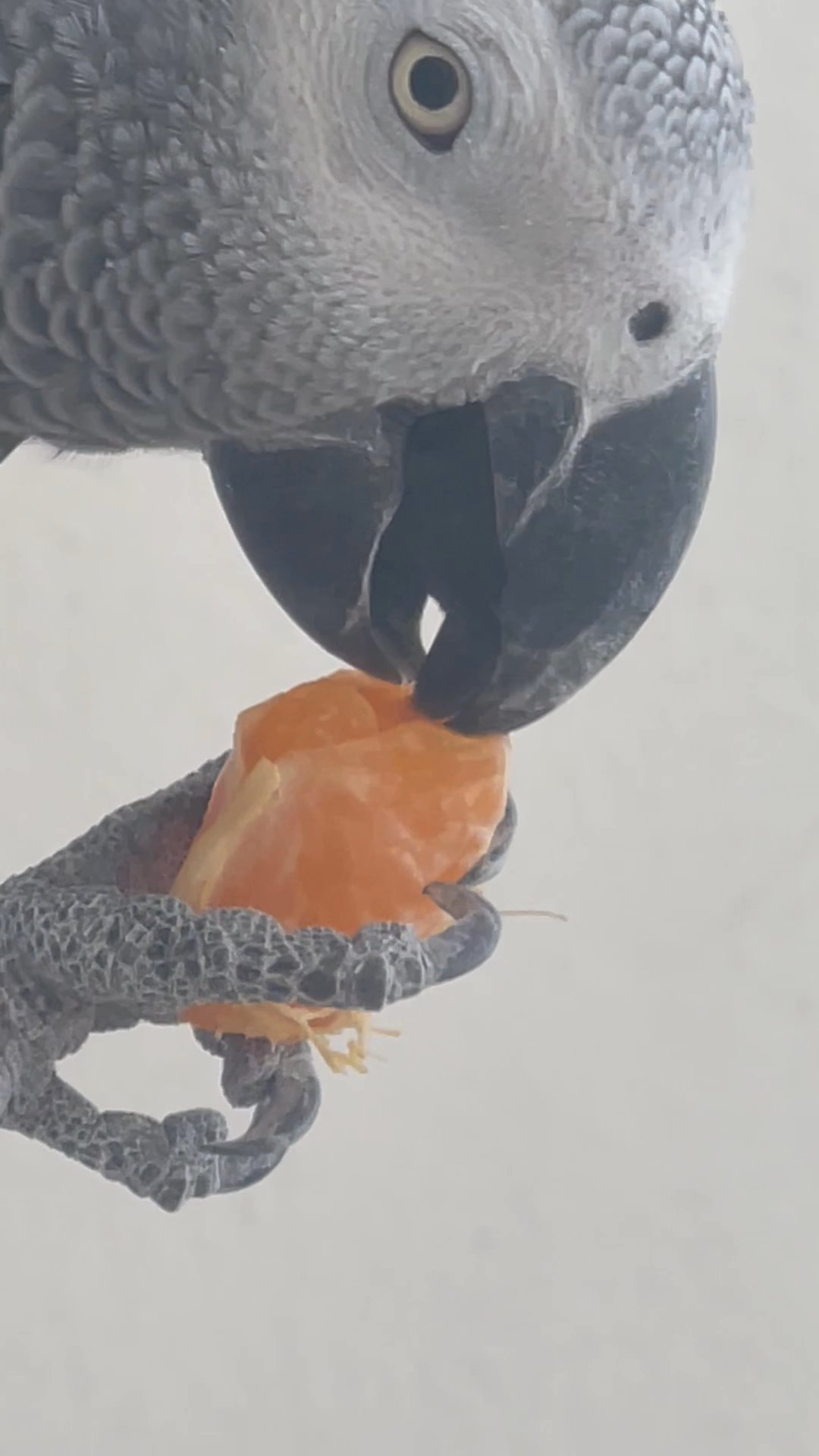 Bird lover wanted