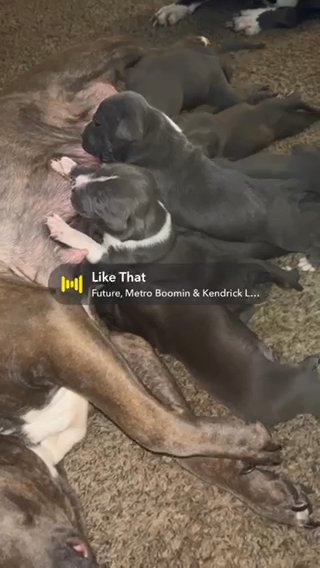 American Stafford X Gotti