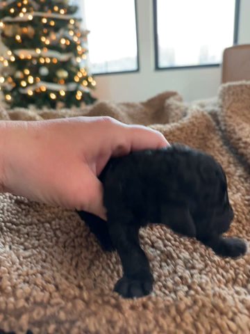 *SOLD*Male Goldendoodle in Hammond, Louisiana