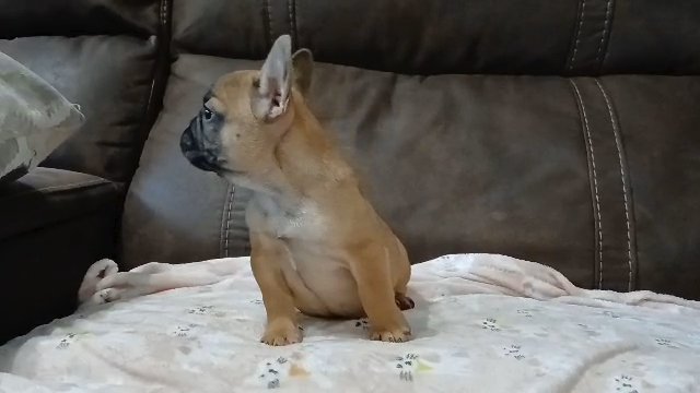 Speck the micro frenchie