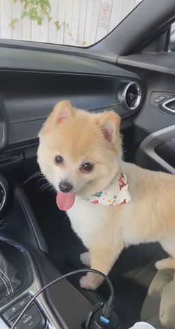 Gia (Pomeranian)