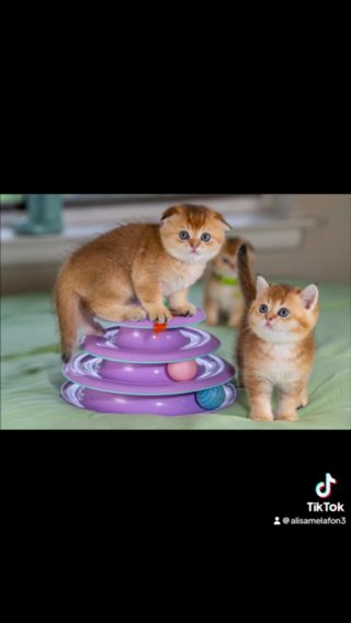 SOLD Top Scottish Kittens