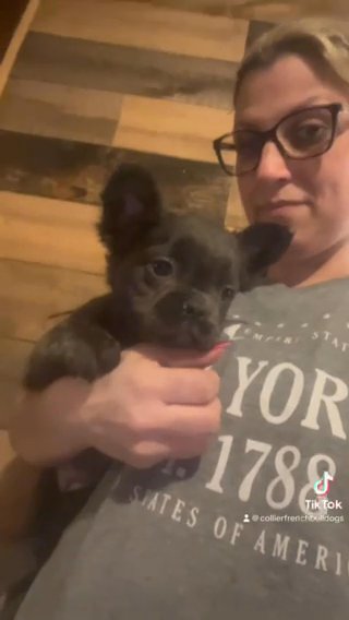 Blue Fluffy French Bulldog