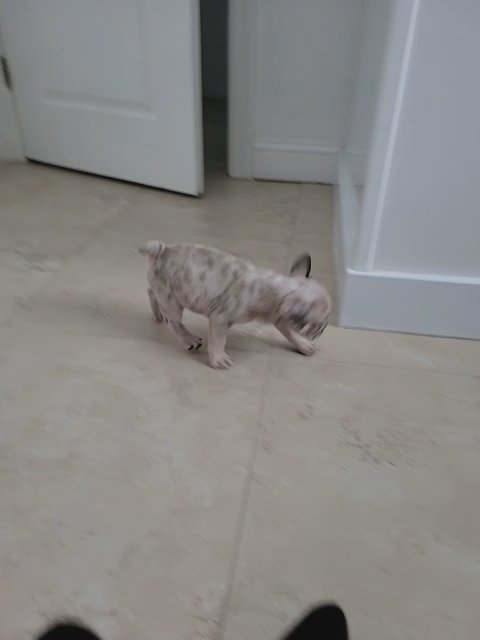 french bulldog