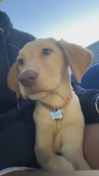 hazel eyes kiana rehome
