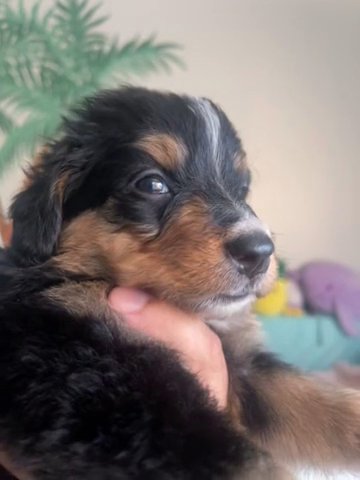 Puppy# 4 Purple