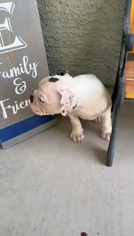 Olde English Blue Bulldog