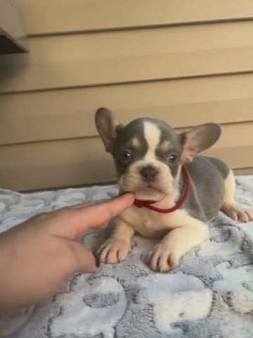 Red Collar Boy in Covington, Louisiana