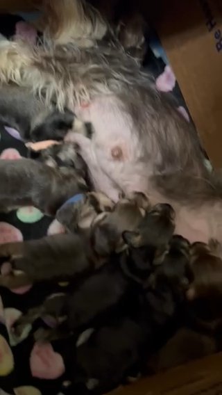 Miniature Schnauzers in Chicago, Illinois