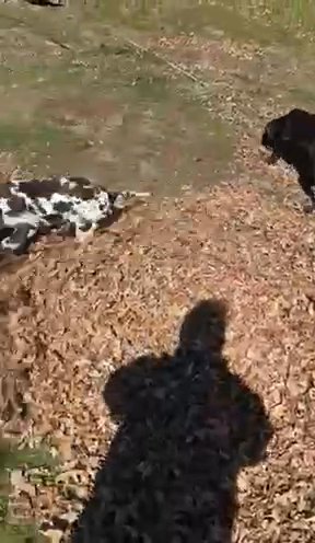 Amara (black) in Los Angeles, California