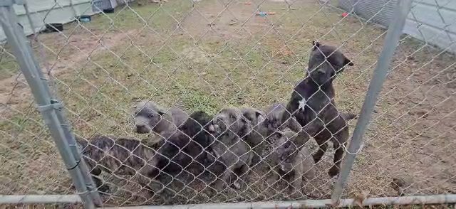 Iccf Cane Corsos in Alexandria, Louisiana