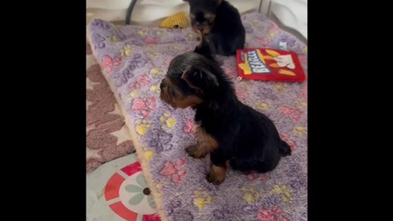 Male Yorkies in Indianapolis, Indiana