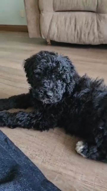 mini bernedoodle Ember in Goshen, Indiana