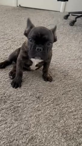 Bruno the Frenchie in Tucson, Arizona