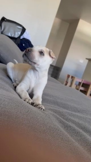 Shar Pei Puppy For Sale in Las Vegas, Nevada