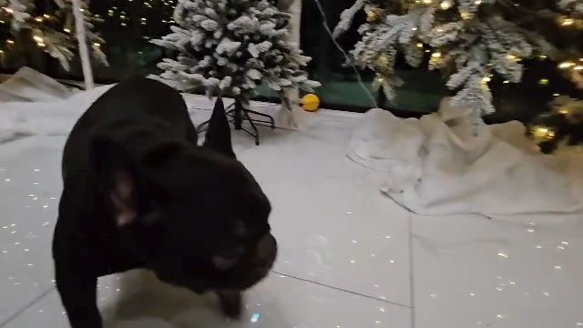 Hershey: Chocolate 🍫 French Bulldog in Tampa, Florida