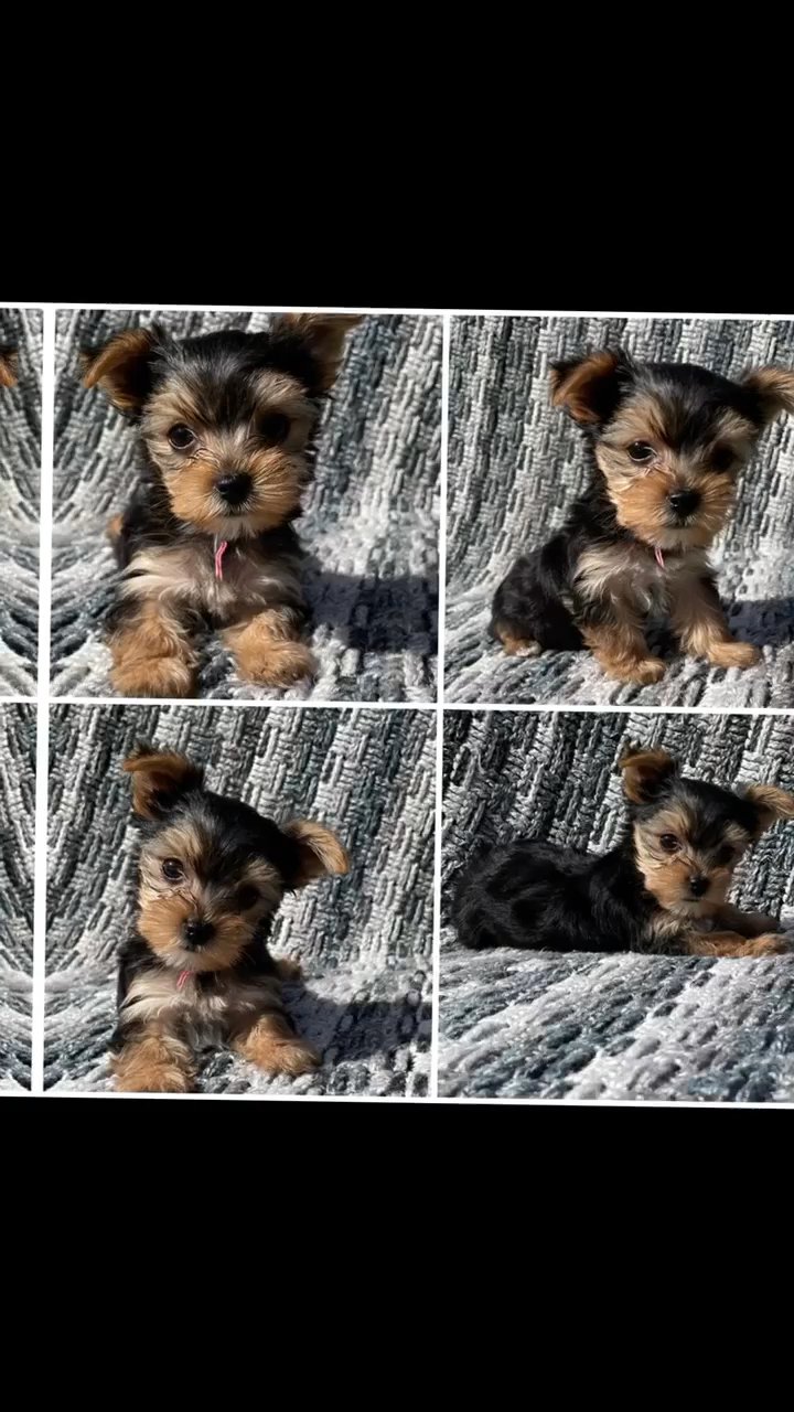 Yorkies puppies in Cleveland, Tennessee