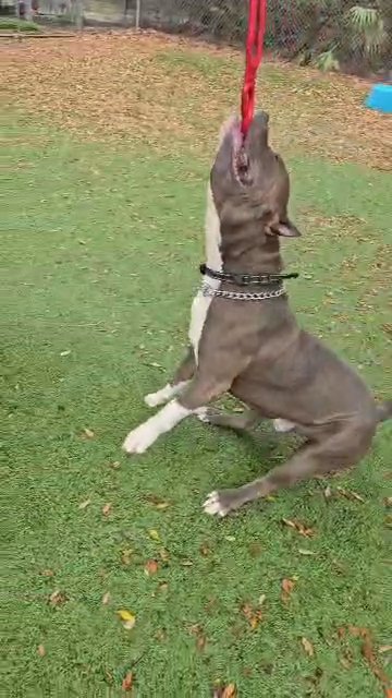 Horus STUD FEE in Melbourne, Florida