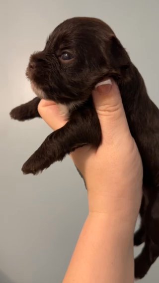KB Chocolate Male in Somerset, Kentucky