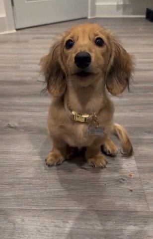 Dachsund in San Diego, California