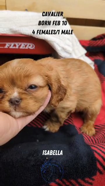 AKC CAVALIER PUPS BORN FEB 10 in Goshen, Indiana