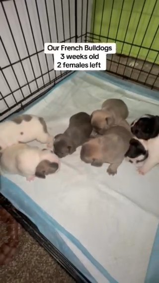 Sold French Bulldogs in Houston, Texas