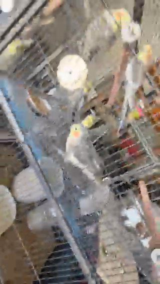 6 Cockatiels in Nashville, Tennessee