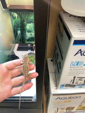 Bearded Dragon in Dunmore, Pennsylvania