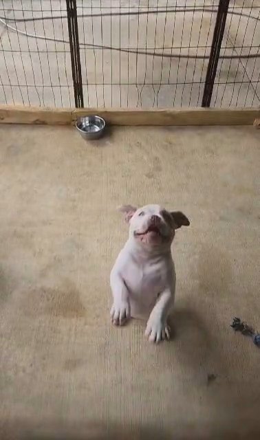 Beautiful Female American Bully Available. in Gainesville, Florida