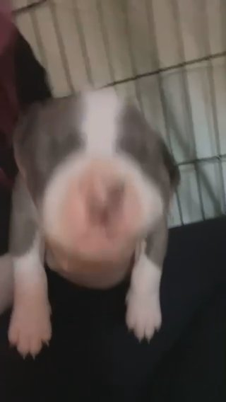 pitbull puppys in New York City, New York
