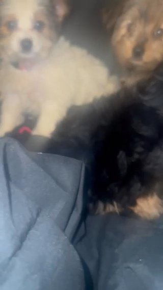 Yorkiepoo's in Norfolk, Virginia
