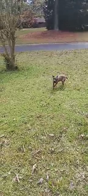 bully/cane corso in Marietta, Georgia