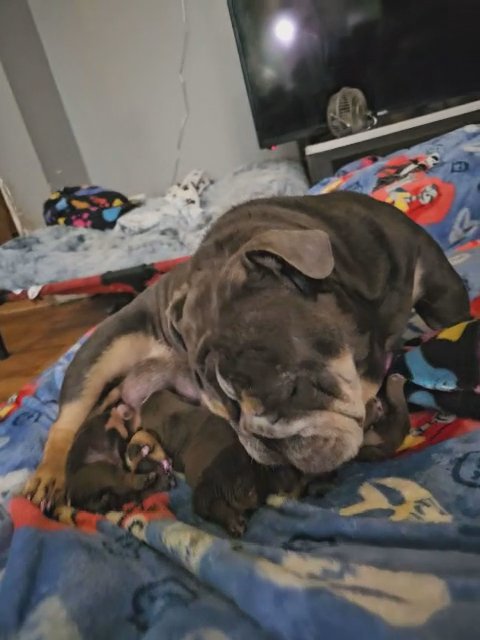 The silver screen litter English Bulldog puppies in Lake Villa (Township), Illinois