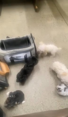 Yorkie Puppies Looking For Homes in Newton, North Carolina