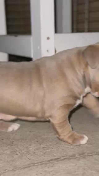 American Bully Puppies in Moreno Valley, California