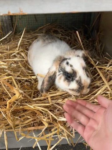 Girl Rabbit in Reading, Pennsylvania