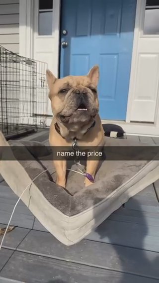 French bulldog in New York City, New York