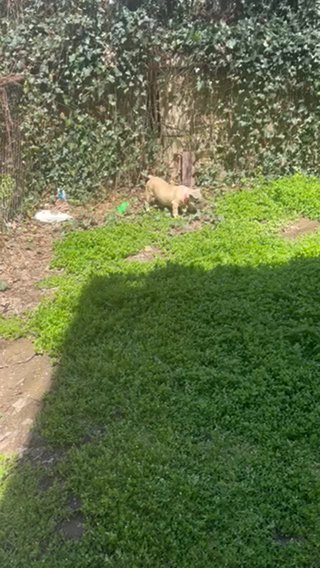 Pocket Bully Enjoying Sun in Reading, Pennsylvania