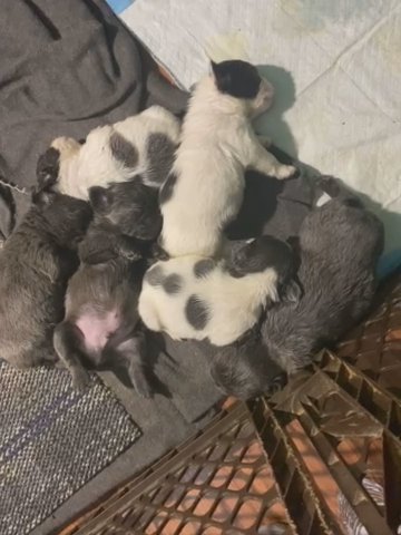 Fluffy Visual Frenchies in Baltimore, Maryland