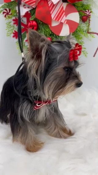 Maverick A Precious Yorkie in Manchester, Tennessee