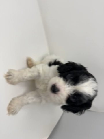 Oreo in Laguna Beach, California