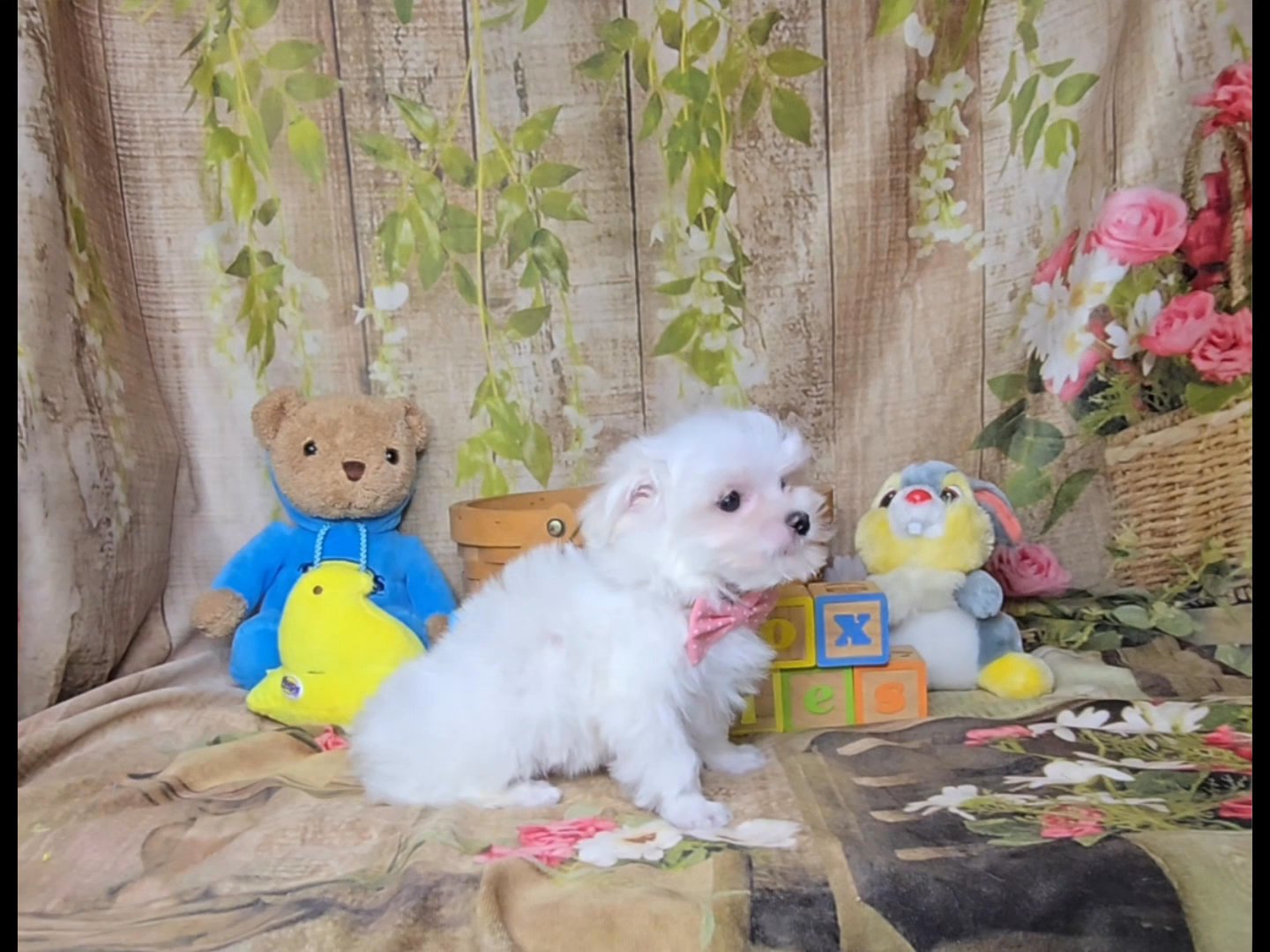 Titus a male Maltese in Jefferson City, Missouri